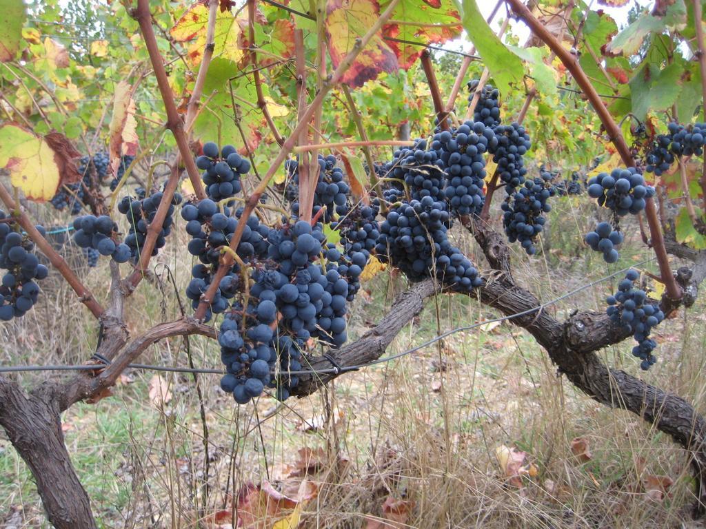 Quinta Do Mineiro-Serra Da Estrela Matanca Cameră foto